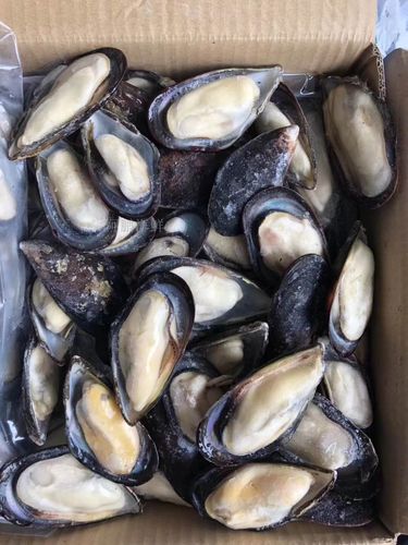 冷冻口贝半壳蓝口贻贝淡菜贝壳海鲜1箱20斤蓝口贝
