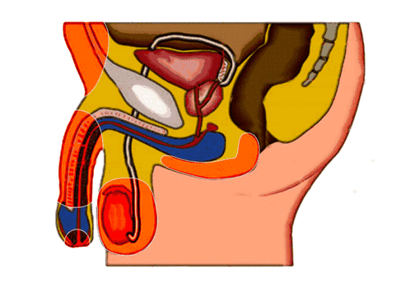 阴茎勃起是一个复杂的反应过程,它之所以能勃起,首先与阴茎的解剖结构
