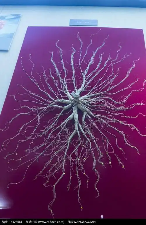 红动网提供树木枝叶精品原创素材下载,您当前访问作品主题是人参植株