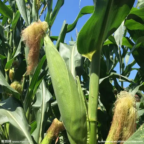 玉米树果实图片