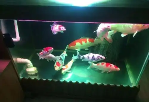 经验为了你的锦鲤健康千万别在鱼缸里放这些东西