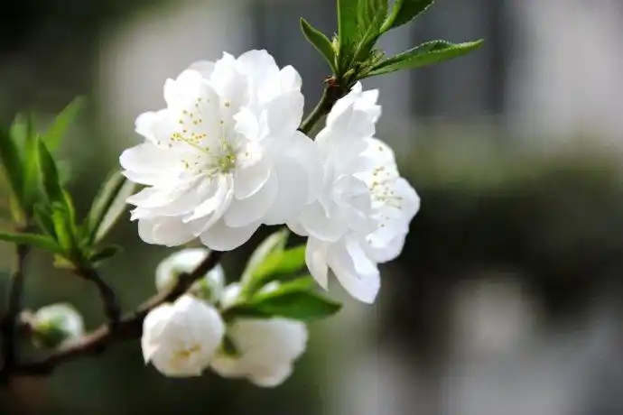 含苞欲放的白色桃花