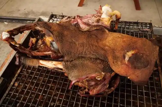 易饲养和抗病力强等优点,在许多国家被广泛驯养,鸵鸟的羽毛,皮和肉等