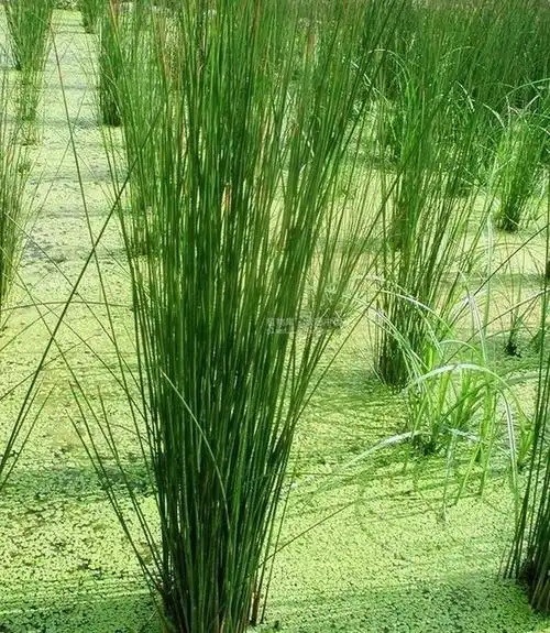 批发水生植物灯心草 江苏沭阳新河灯心草