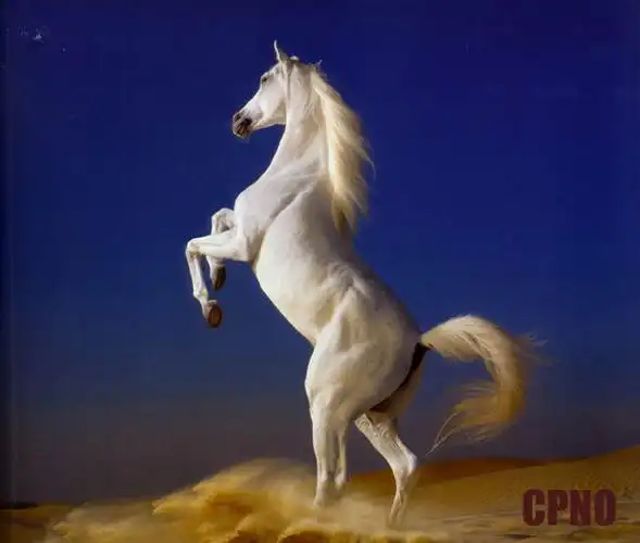 【转载】男人如骏马