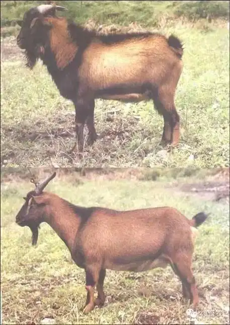 羊品种大全,有的羊你不一定见过!