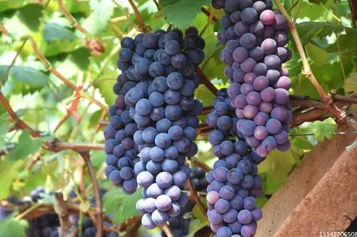 冬天认养的葡萄树会不会冻死盘锦爱心葡萄园为您解答