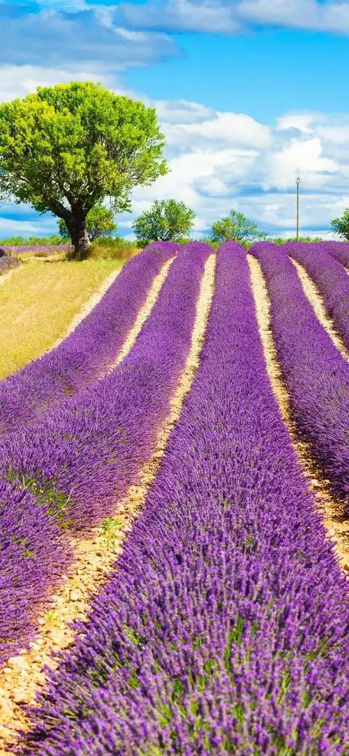 手机壁纸|浪漫薰衣草