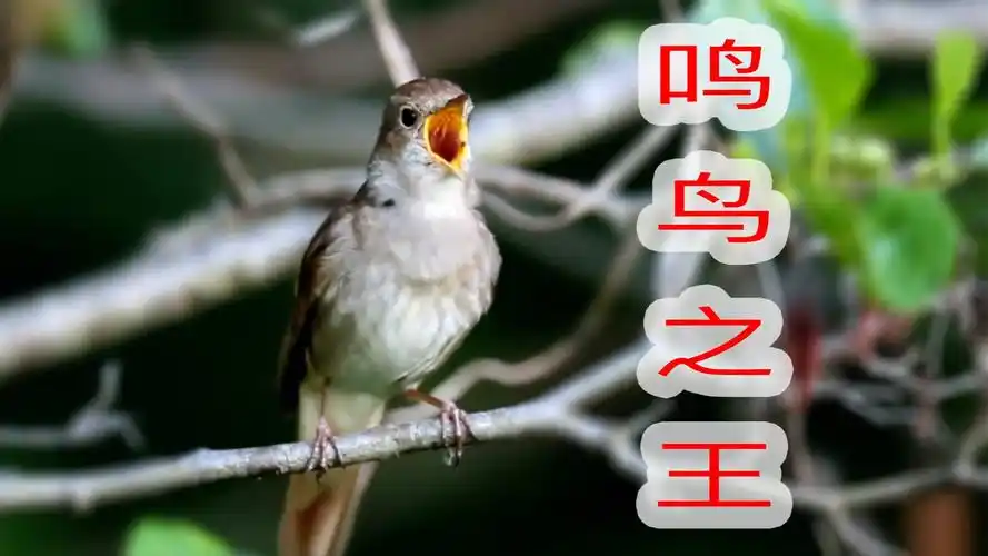 野生金丝雀叫声,名列10大好听的鸣叫鸟!来听听它的叫声