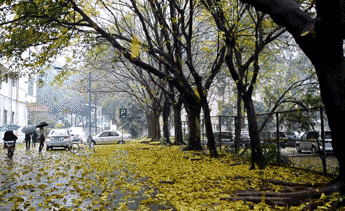 原创落叶是告诉我们秋天的风景因为有了它秋天便显示最美丽的姿态
