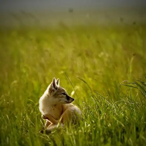 草原小狐狸 - 摄影师周丹 - 图虫