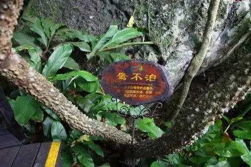 中医 中药大全 其他  中药鹰不泊是簕欓树的根部,中医认为,它有理痰火