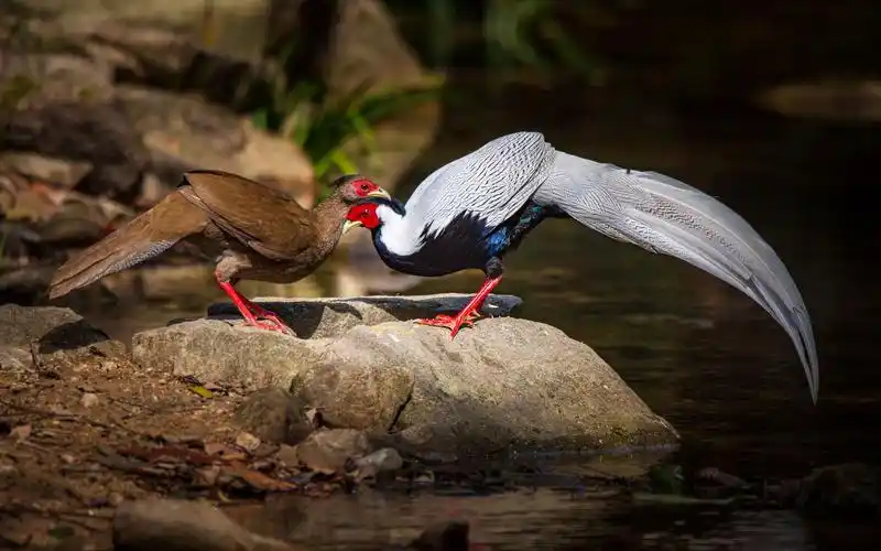 广东第42届爱鸟周来啦全省现记录野生鸟类584种