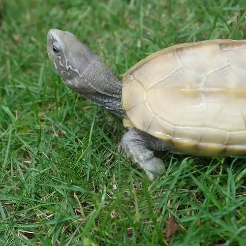 草龟白玉中华活体小乌龟宠物观赏易饲料饲料养外龟