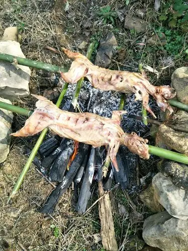 在野外抓了兔子现场没有配料烤了吃教你如何没配料烤兔子更好吃