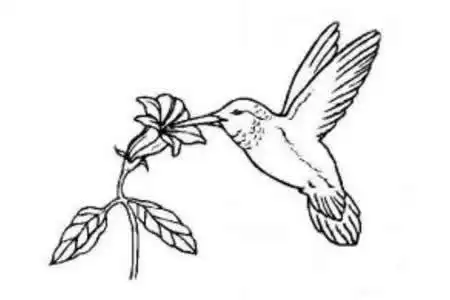 小鸟简笔画怎么画