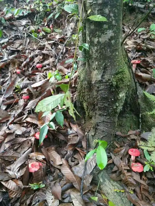 珍稀红菌,天然野生 - 美篇