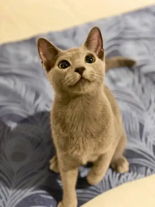 英短蓝猫俄罗斯蓝猫傻傻分不清