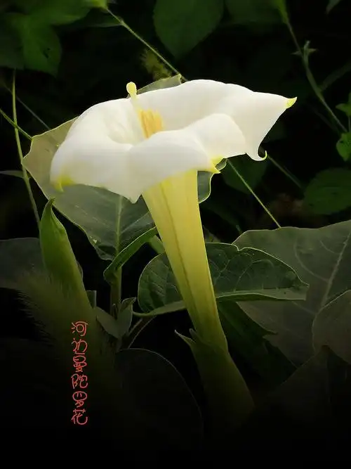 【河边曼陀罗花-3】 第 7 幅查看大图曝光:1780000/1000000000 sec