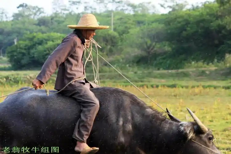 老翁牧牛组图( 27张 )