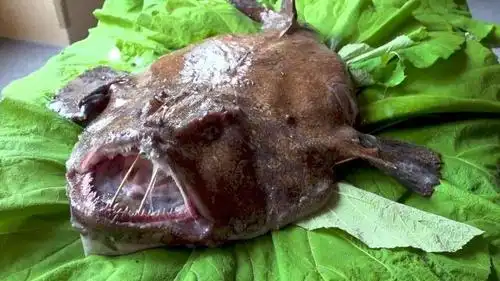 深海那些丑鱼的心声:"反正大家都看不见,随便长长就行了!