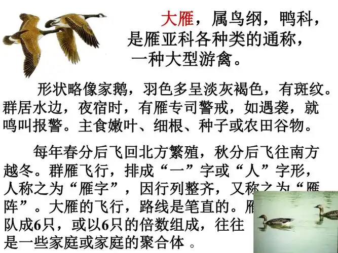 2016届鲁教版语文七年级上册第四单元课件第21课大雁归来共27张ppt