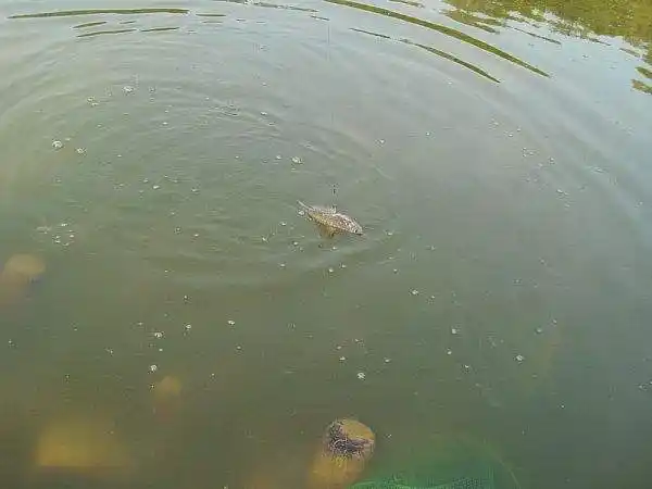 夏季垂钓青鱼应该如何选择钓点