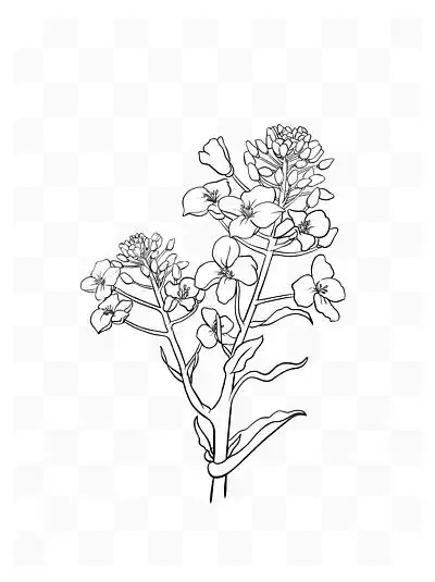 10643黑白油菜花线稿线条画素材矢量图手绘装饰画1067229手绘樱花黑白
