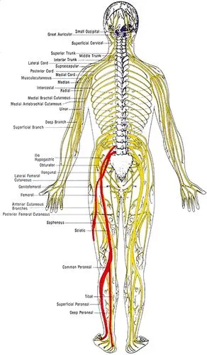 坐骨神经位置图片29