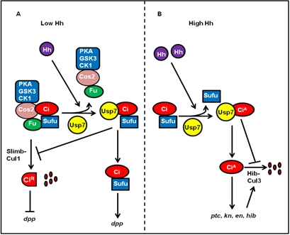 南京大学张青课题组在信号通路的调控研究中取得重要进展