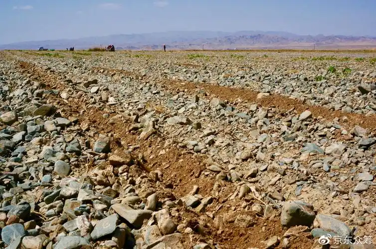 几百年没开过花的石头地,是他们无法离开的家乡
