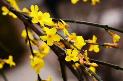 迎春花是春的使者,她穿着一身鹅黄色的衣服,挂在细长的枝条上迎风飘荡