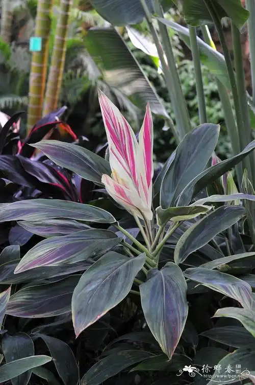 梦幻朱蕉cordylinefruticosadreamy