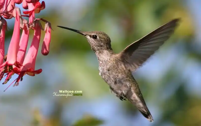 图片名称:可爱蜂鸟摄影壁纸:世界上最小的鸟类 - 蜂鸟11