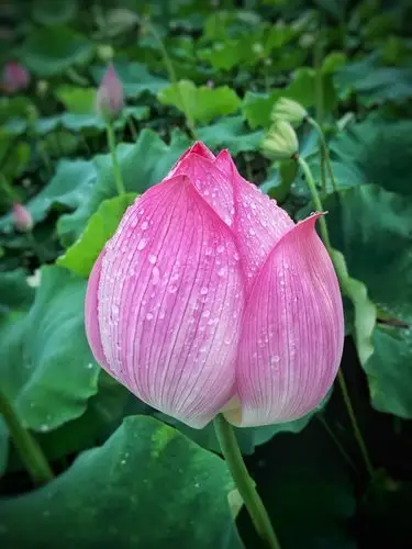 雨后的荷花上都挂着晶莹剔透的小水珠,美极了