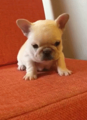 小狗狗gif汪星人gif搞笑gif可爱gif淘气gif