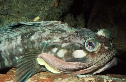 【图片】破坏力较强的硬骨鱼,欢迎讨论和补充【猛兽吧】_百度贴吧