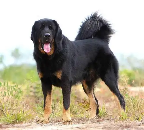 关于大名鼎鼎的藏獒你都知道多少