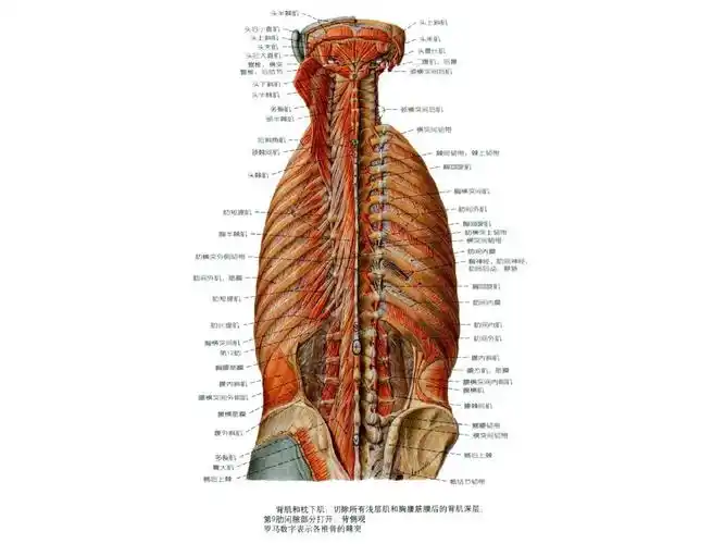 人体断层解剖学-颈部ppt