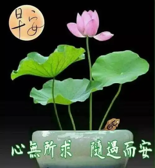 最新版清晨早安暖心祝福语录 炎热夏天早上好问候语幽默
