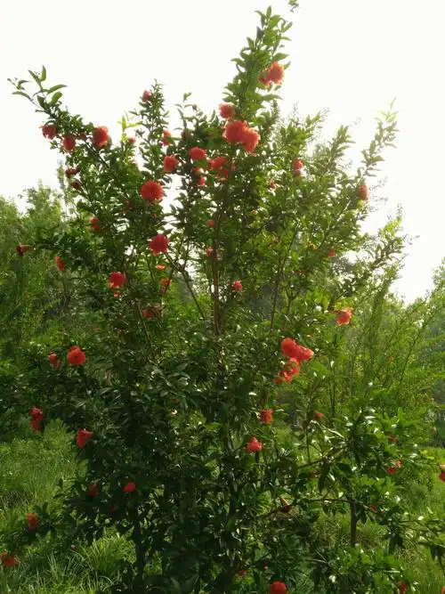 石榴树~花~果好美啊!