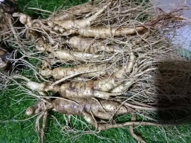 东北自家人参,移山参八年头,二斤包邮