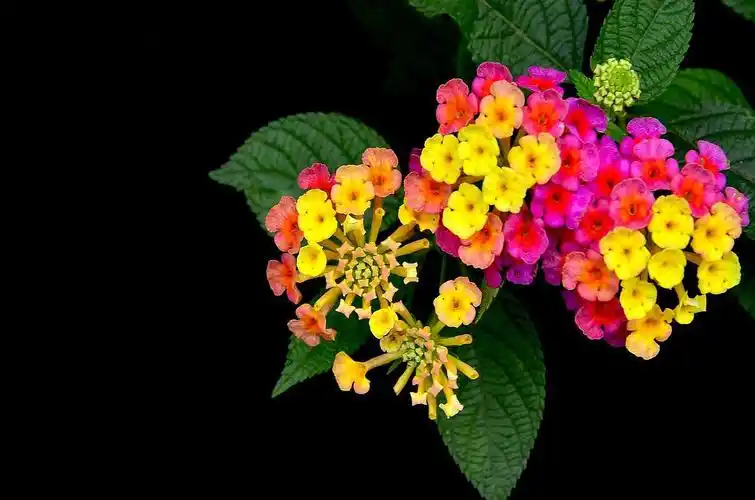 五彩缤纷的变色花五色梅