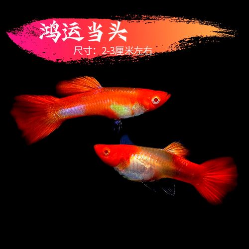 孔雀鱼小型淡水纯种好养热带鱼活体观赏鱼繁殖鱼 鸿运当头1对