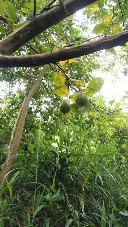 番石榴树上的果实仿佛告诉游人林区的夏日情调未减.
