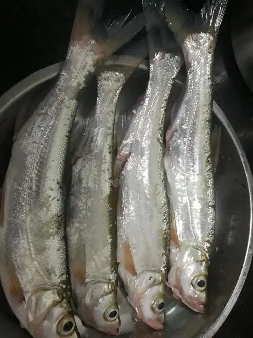 夜钓翘嘴.在无口的季节,您就是我的最爱!