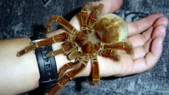 世界上最大的蜘蛛:亚马逊巨人食鸟蛛