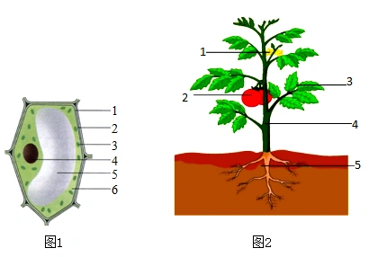 如图1是植物细胞模式图图2是番茄的植物体请根据图示回答下列有关问题