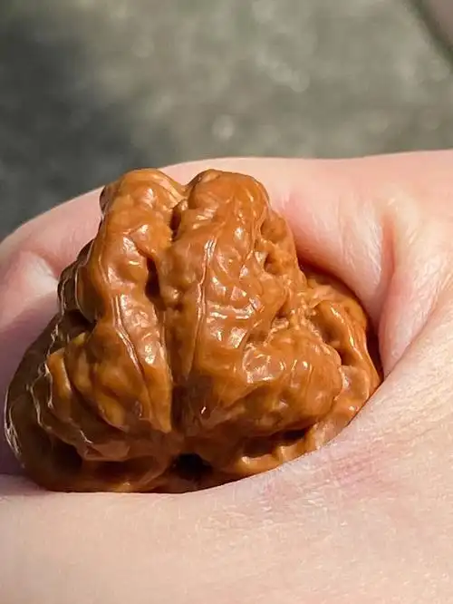 怀柔金蟾蛤蟆头