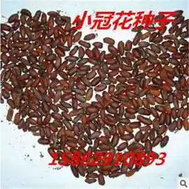 小冠花多年生草本豆科植物 小冠花实用价值较高 营养价值丰富